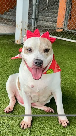 LAYKA