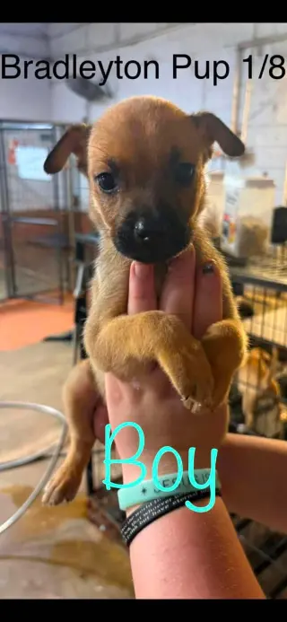 Bradleyton pups