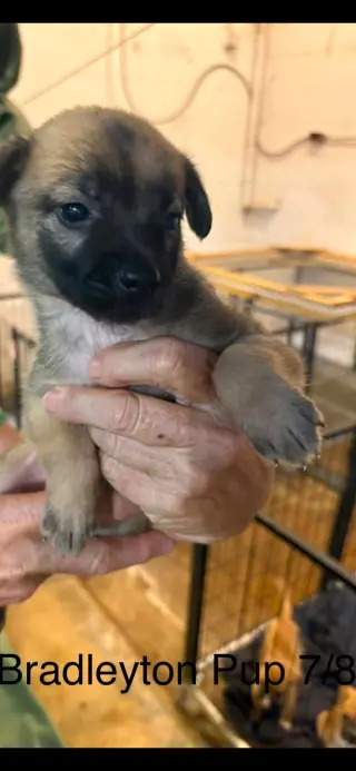Bradleyton pups