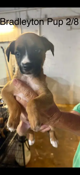 Bradleyton pups
