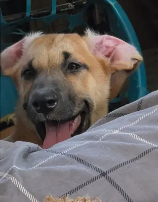 Sierra's pup Nevada (red)
