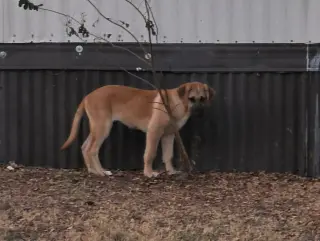 Sierra's pup Nevada (red)