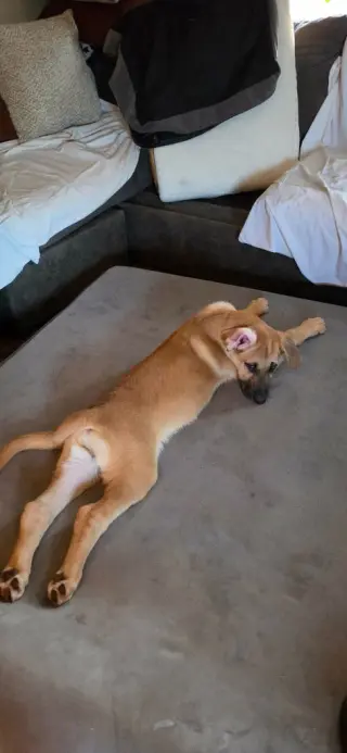 Sierra's pup Nevada (red)