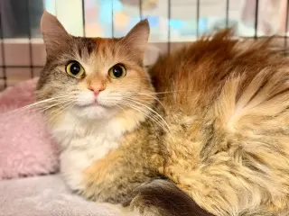 Persephone