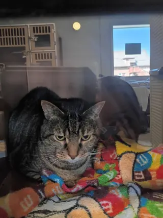 Percival