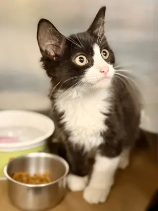 Odysseus