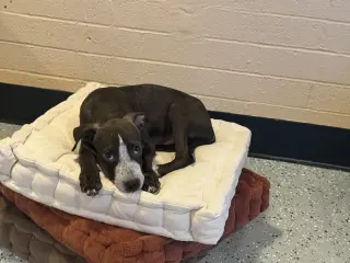 Dumpling