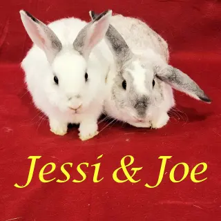 Jessi (bonded to Joe)