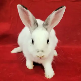 Jessi (bonded to Joe)