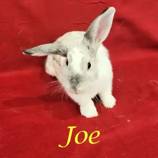 Joe (bonded to Jessi)