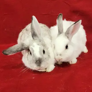 Joe (bonded to Jessi)