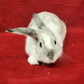 Joe (bonded to Jessi)