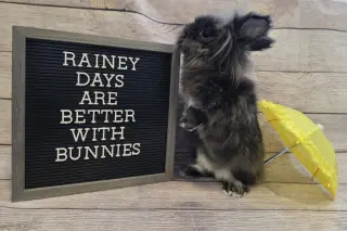 Rainey