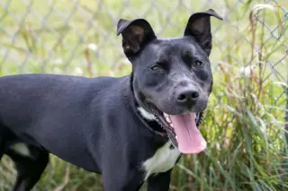 Nala