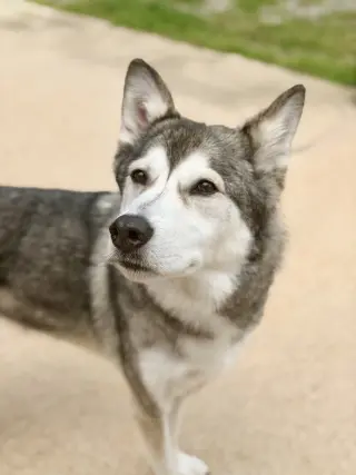 Lokai