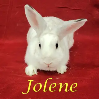 Jolene (bonded to Jayne)