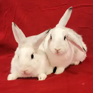 Jolene (bonded to Jayne)