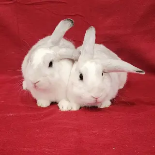 Jayne (bonded to Jolene)
