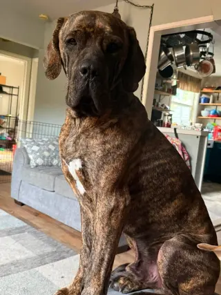Chief