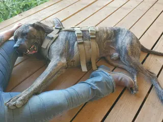 Chief