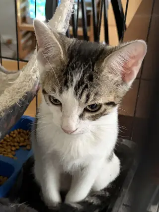 Frisco =^.^=