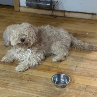 Alfie