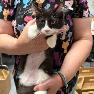 Jiggly Puff