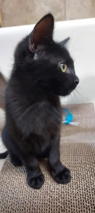 Marcus