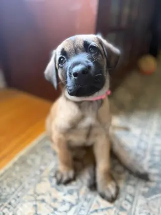 2 Orphans - Cosette - Located in Missouri