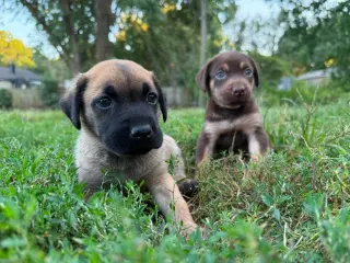 2 Orphans - Cosette - Located in Missouri