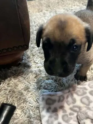 2 Orphans - Cosette - Located in Missouri