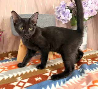 Bat