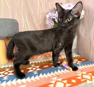 Bat