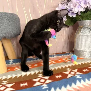 Bat