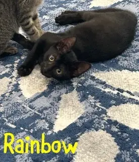 Rainbow