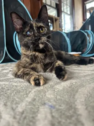 Bean