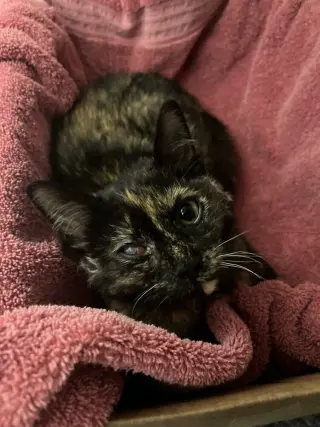 Bean