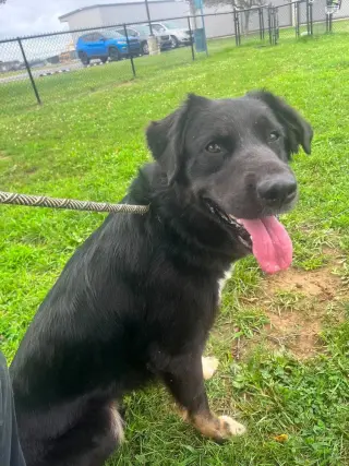 Pepper