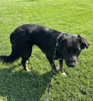 Pepper