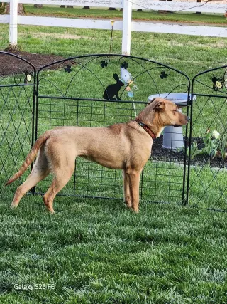 Dozer