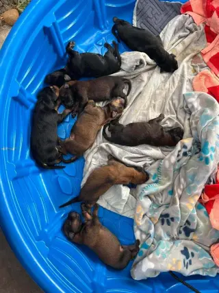 New Light Litter Ember - Located in CA