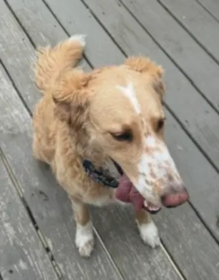 Magnolia (aka Nola)