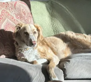 Magnolia (aka Nola)