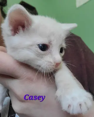 Casey