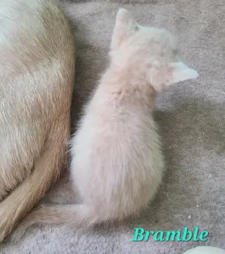 Bramble