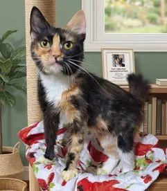 FIONA