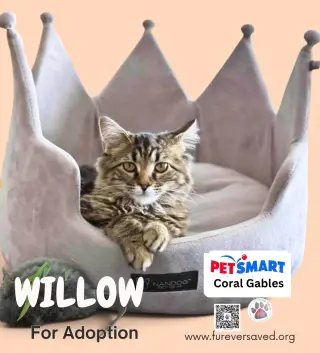Willow