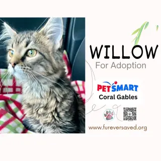 Willow