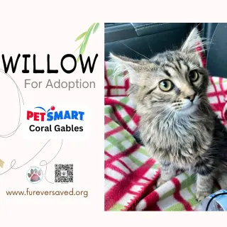 Willow