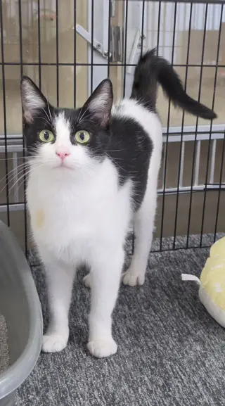 Oreo